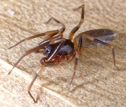 Réf. 229 685 : Harpactea hombergi