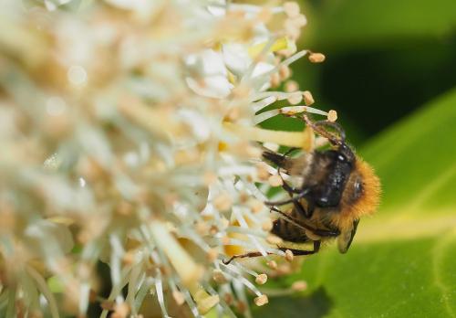 Andrena fulva