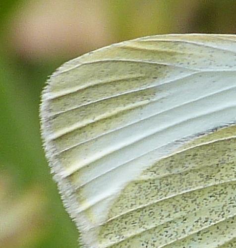 Pieris mannii