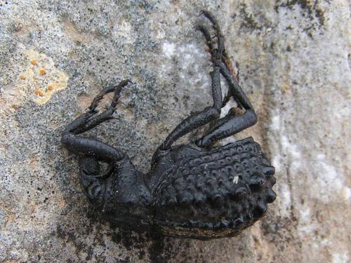 Brachycerus sp.
