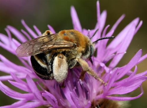Réf. 23 995 : Tetraloniella dentata