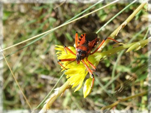 Réf. 23 111 : Rhynocoris sp.