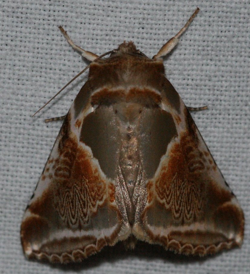 anarky - Habrosyne pyritoides - réf. 23376 (826 x 906 pixels, 136 ko)