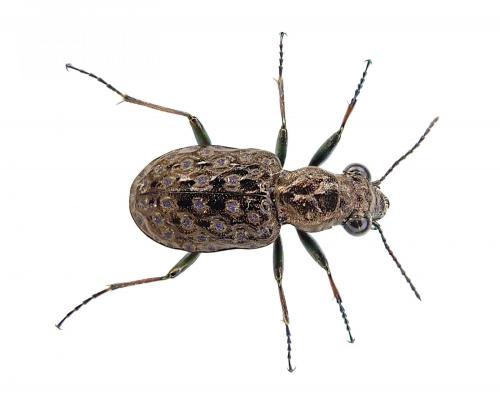 Elaphrus cupreus