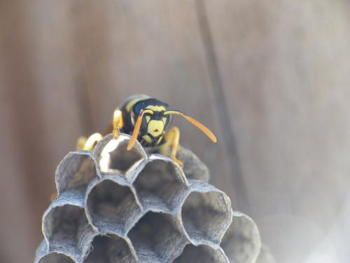 Polistes gallicus