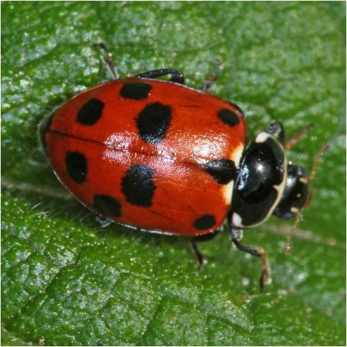 Hippodamia variegata