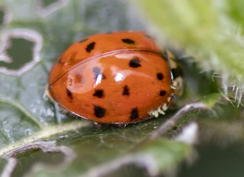 Harmonia axyridis