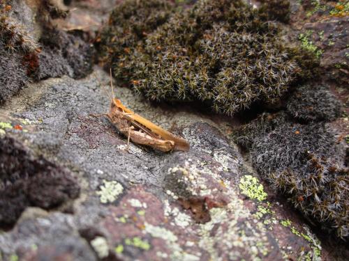 Réf. 232 253 : Chorthippus sp.