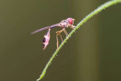 Réf. 233 868 : Baccha elongata