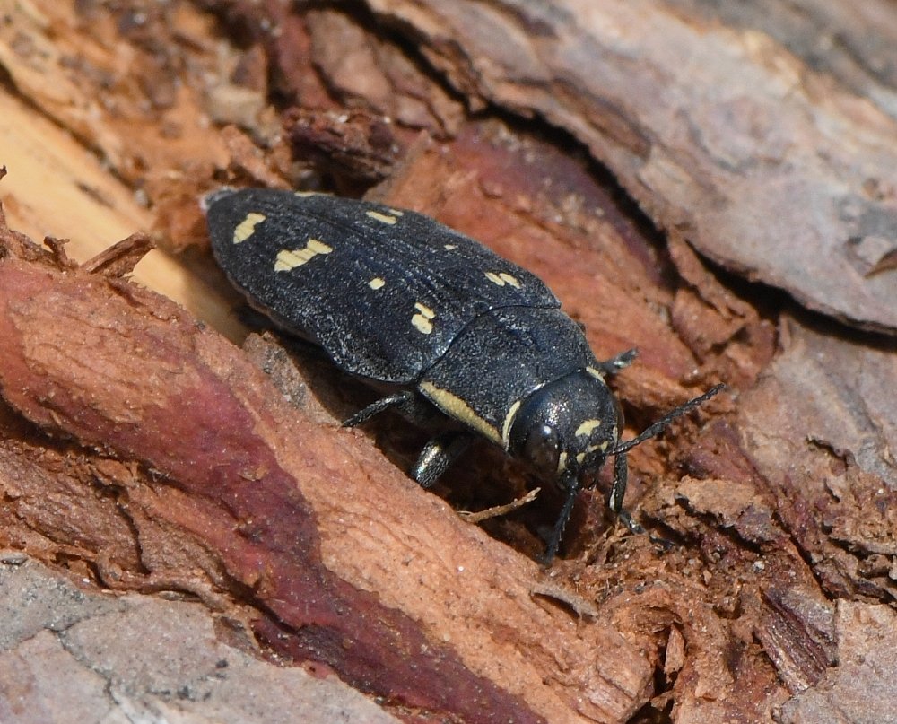 Bernard Ginesy - Buprestis (Buprestis) novemmaculata - réf. 233553 (1000 x 807 pixels, 191 ko)