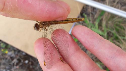 Réf. 234 122 : Orthetrum brunneum