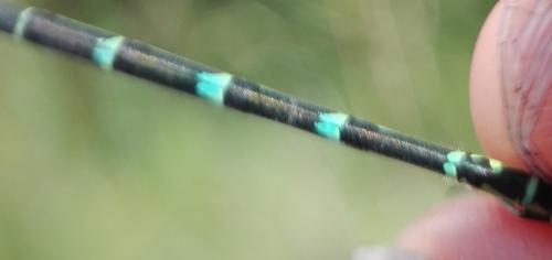 Réf. 234 077 : Coenagrion puella