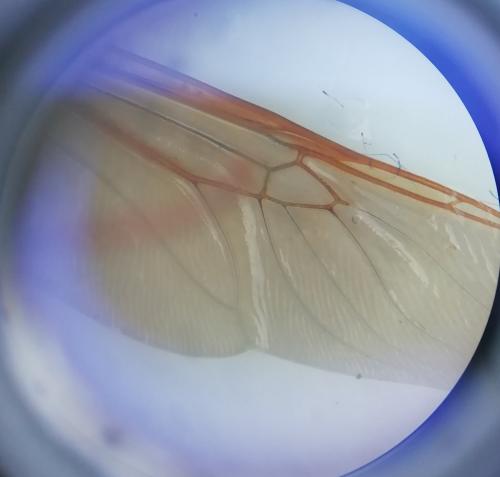 Réf. 234 581 : Stratiomys potamida