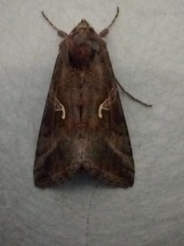 Réf. 234 782 : Autographa gamma