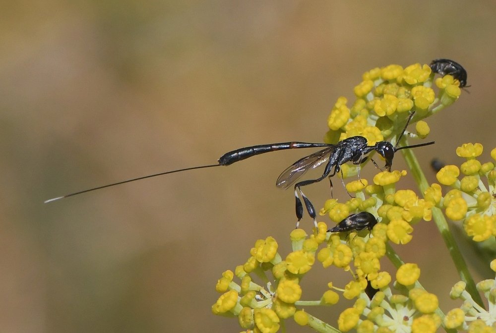 Bernard Ginesy - Gasteruption sp. - réf. 234707 (1000 x 672 pixels, 80 ko)