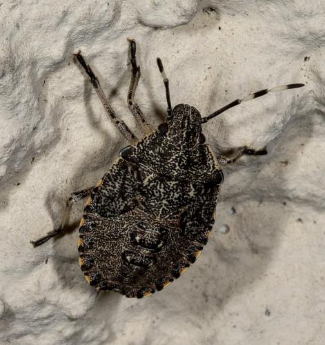Réf. 235 860 : Rhaphigaster nebulosa
