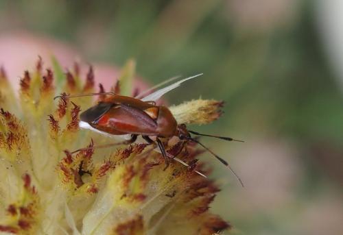 Deraeocoris ruber
