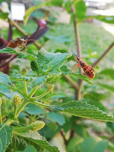 Réf. 235 353 : Rhynocoris iracundus