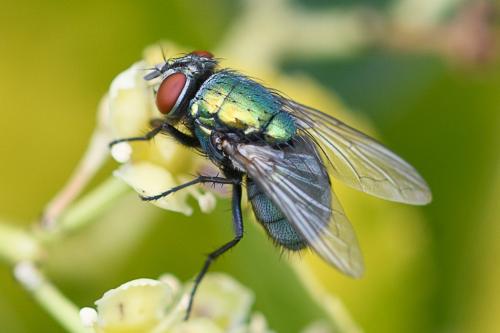 Réf. 236 973 : Lucilia sericata