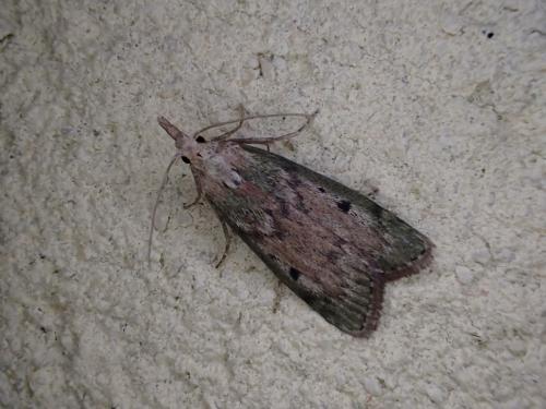 Réf. 237 040 : Aphomia sociella