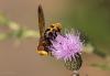 237398 – Photo : brigitte ghilain – Belgique