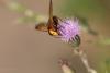 237384 – Photo : brigitte ghilain – Belgique