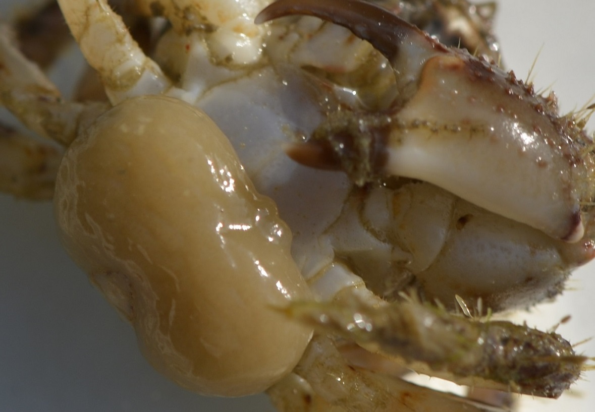 Christian Berquer - Sacculina gerbei - réf. 238532 (1179 x 817 pixels, 217 ko)