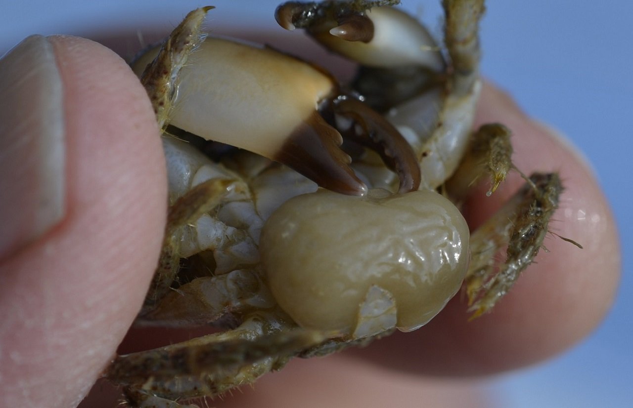 Christian Berquer - Sacculina gerbei - réf. 238533 (1280 x 826 pixels, 95 ko)