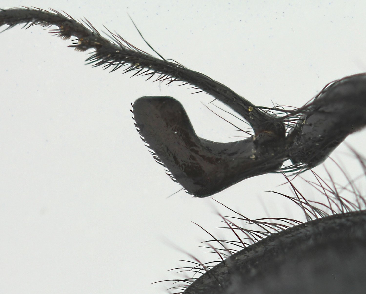 Nicolas Paris - Enicopus (Enicopus) armatus - réf. 238967 (1500 x 1205 pixels, 177 ko)
