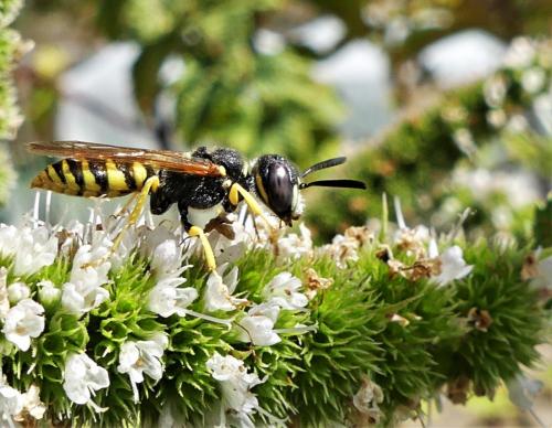 Réf. 239 803 : Philanthus triangulum