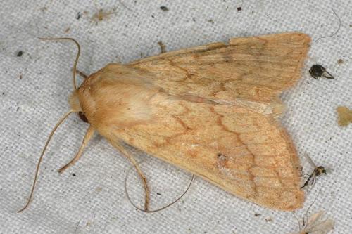 Réf. 24 710 : Mythimna vitellina