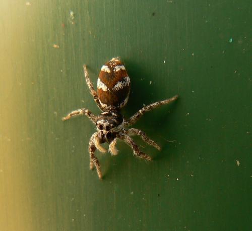 Salticus scenicus