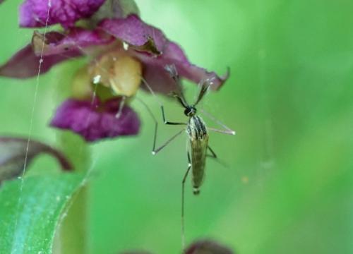 Ochlerotatus sp.