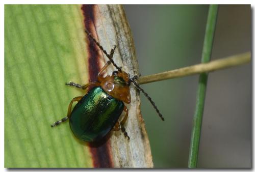 Sermylassa halensis