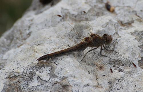 Sympetrum striolatum
