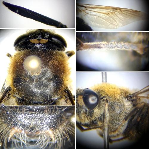 Stratiomys longicornis