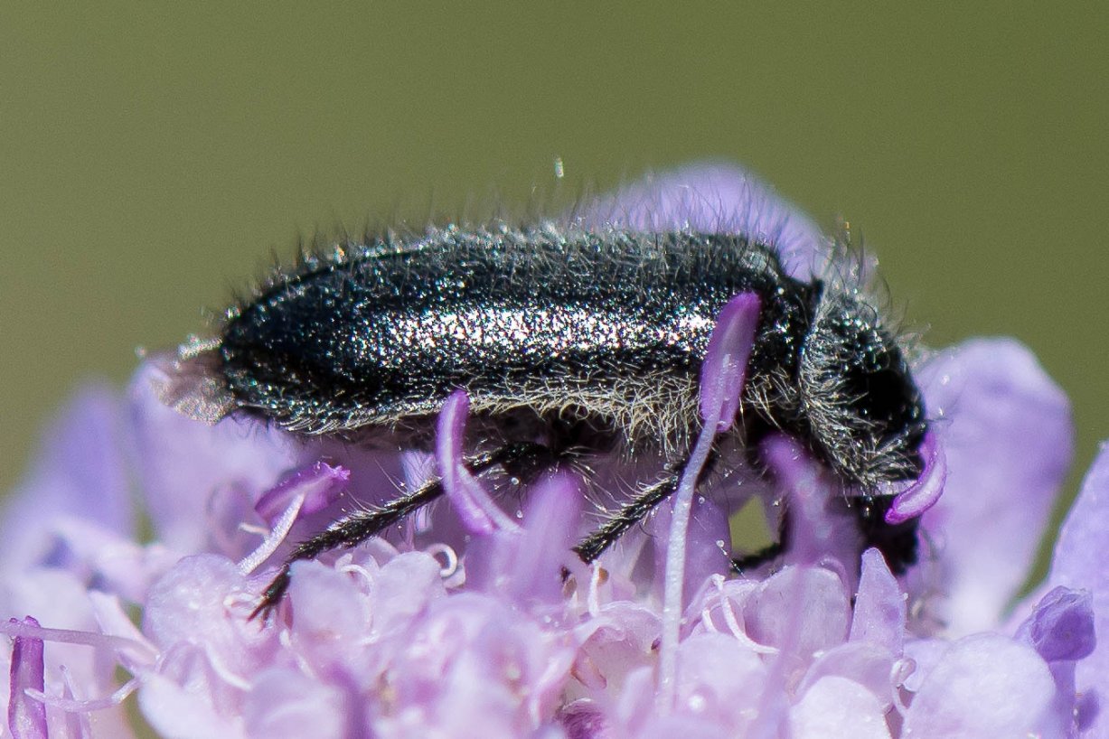 Bernard Saquet - Enicopus (Enicopus) ater - réf. 241049 (1227 x 818 pixels, 186 ko)
