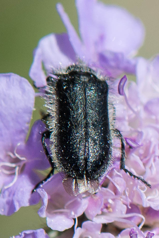 Bernard Saquet - Enicopus (Enicopus) ater - réf. 241053 (638 x 957 pixels, 164 ko)