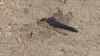 242026 – Photo : Greenlife – Madagascar
