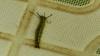 242937 – Photo : Greenlife – Madagascar