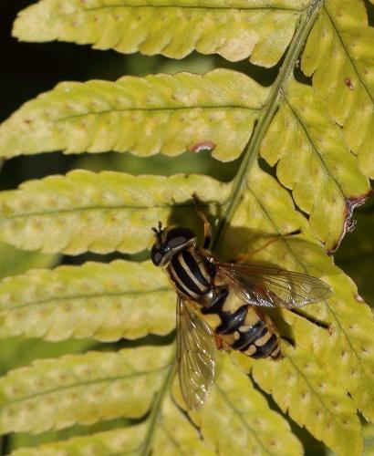 Réf. 243 422 : Helophilus pendulus