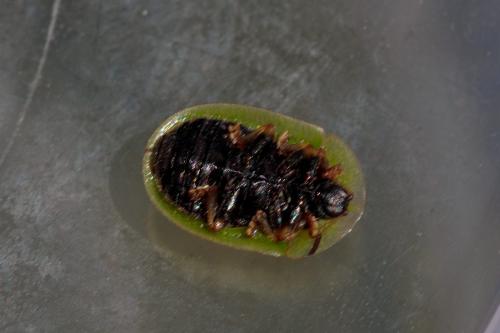 Réf. 243 328 : Cassida rubiginosa