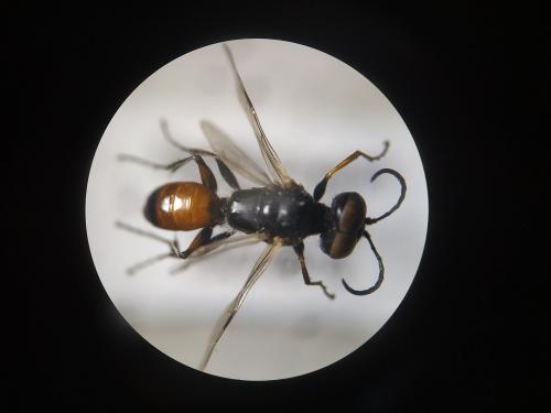 Dryudella esterinae