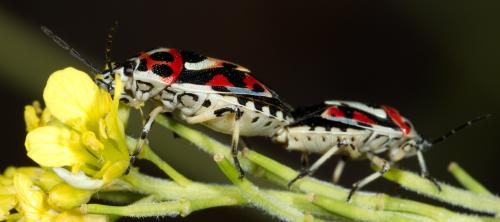 Réf. 244 336 : Eurydema ornata
