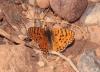 244240 – Photo : alain Roujas – Maroc