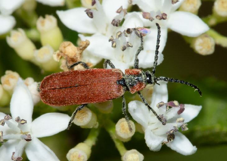 Roland Seitre - Lygistopterus sanguineus - réf. 244057 (730 x 519 pixels, 60 ko)
