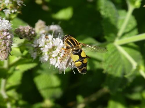 Réf. 245 550 : Helophilus trivittatus