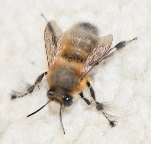 Réf. 249 581 : Anthophora plumipes