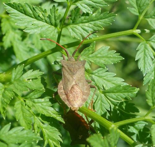 Coreus marginatus