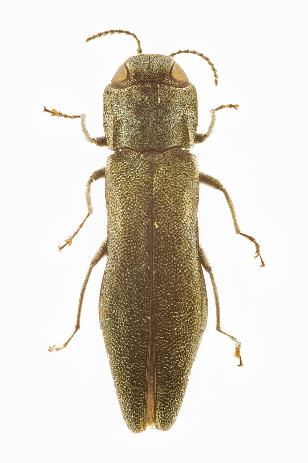 Thomas Coppée - Agrilus (Quercuagrilus) angustulus - réf. 249388 (999 x 1499 pixels, 195 ko)